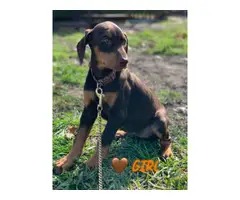 3 female AKC Red Dobermans Puppies for Sale - 2