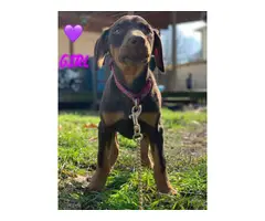 3 female AKC Red Dobermans Puppies for Sale - 3