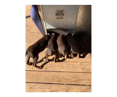 3 female AKC Red Dobermans Puppies for Sale - 4