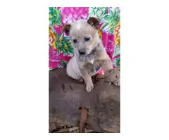 7 weeks old Red Heeler and Blue Heeler puppies for sale
