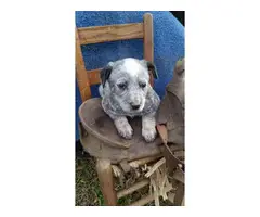 7 weeks old Red Heeler and Blue Heeler puppies for sale - 2