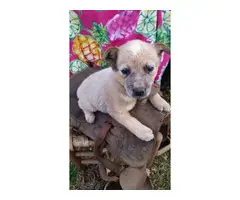 7 weeks old Red Heeler and Blue Heeler puppies for sale - 3