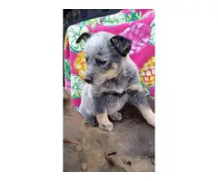 7 weeks old Red Heeler and Blue Heeler puppies for sale - 4