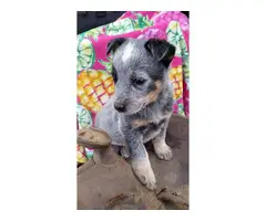 7 weeks old Red Heeler and Blue Heeler puppies for sale - 6