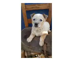 7 weeks old Red Heeler and Blue Heeler puppies for sale - 7