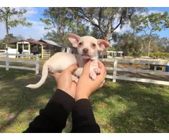 Beautiful tan Chihuahua puppy for sale