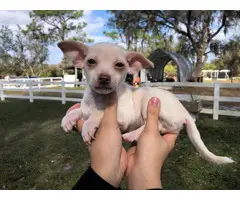 Beautiful tan Chihuahua puppy for sale - 2