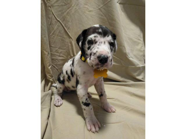 4 Great Dane Puppies Available in Tulsa, Oklahoma ...