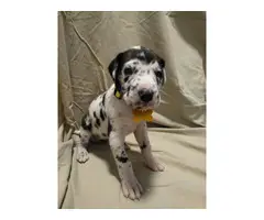 4 Great Dane Puppies Available