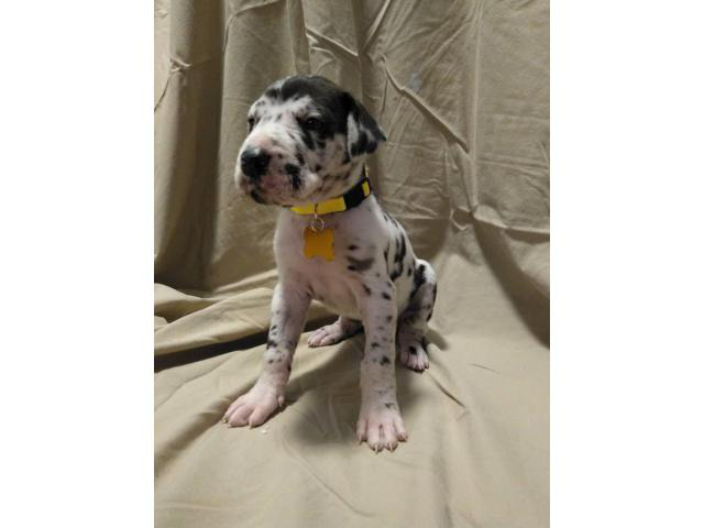4 Great Dane Puppies Available in Tulsa, Oklahoma ...