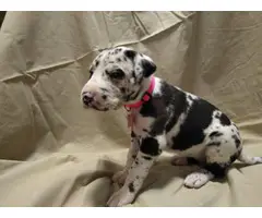 4 Great Dane Puppies Available - 3