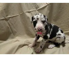 4 Great Dane Puppies Available - 4