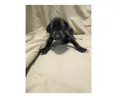 4 Great Dane Puppies Available - 7