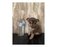 2 miniature chihuahua puppies for sale