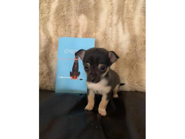 2 miniature chihuahua puppies for sale in Frisco, Texas