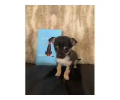 2 miniature chihuahua puppies for sale - 2