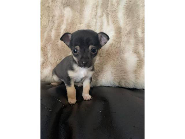 2 miniature chihuahua puppies for sale in Frisco, Texas
