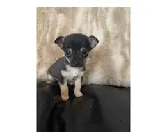 2 miniature chihuahua puppies for sale - 3