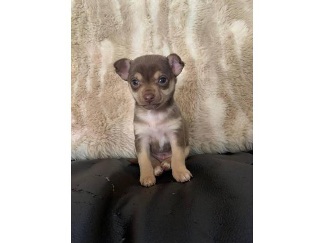 miniature long haired chihuahua for sale