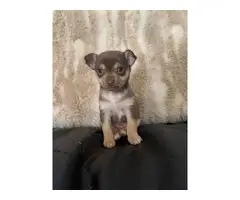 2 miniature chihuahua puppies for sale - 4