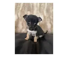 2 miniature chihuahua puppies for sale - 5