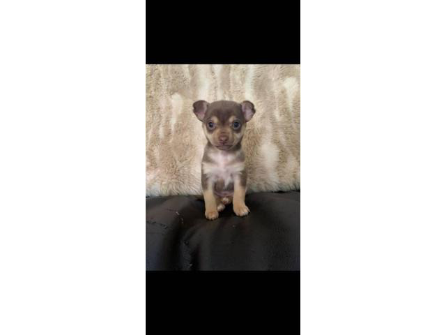 miniature chihuahuas for sale