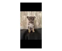 2 miniature chihuahua puppies for sale - 6