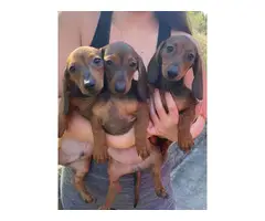 Three months old Dachshund puppies for sale