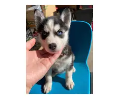Husky for sale 5 males and 2 females
