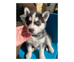 Husky for sale 5 males and 2 females - 2