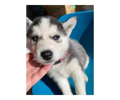 Husky for sale 5 males and 2 females - 3