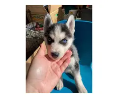 Husky for sale 5 males and 2 females - 4
