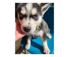 Husky for sale 5 males and 2 females - 5