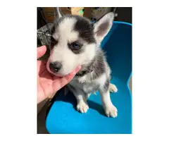 Husky for sale 5 males and 2 females - 6