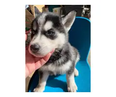 Husky for sale 5 males and 2 females - 7