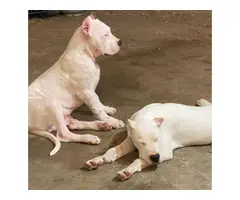 UKC Dogo Argentino Puppies for Sale