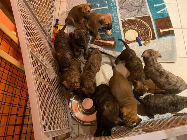 3 males and 8 females Presa Canario puppies for sale - 1/5