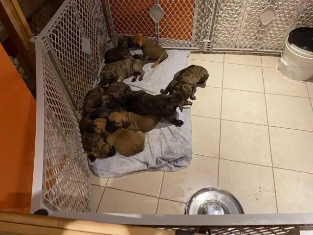 3 males and 8 females Presa Canario puppies for sale - 2/5