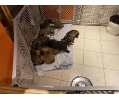 3 males and 8 females Presa Canario puppies for sale - 2