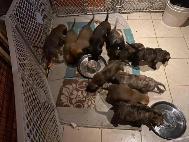 3 males and 8 females Presa Canario puppies for sale - 3/5