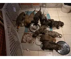 3 males and 8 females Presa Canario puppies for sale - 3