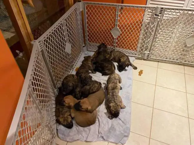 3 males and 8 females Presa Canario puppies for sale - 4/5