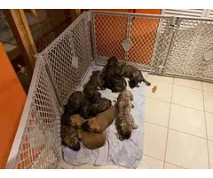 3 males and 8 females Presa Canario puppies for sale - 4