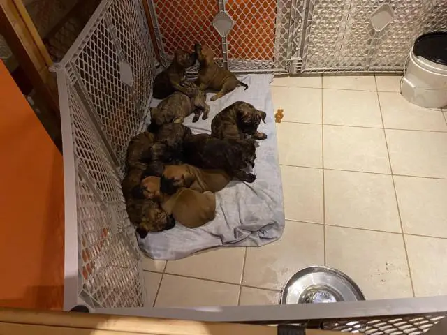 3 males and 8 females Presa Canario puppies for sale - 5/5
