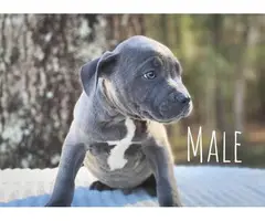 6 Pitbull puppies ready for new home