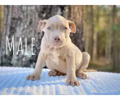 6 Pitbull puppies ready for new home - 2
