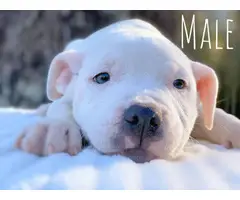 6 Pitbull puppies ready for new home - 3