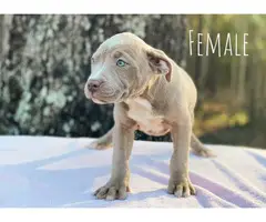 6 Pitbull puppies ready for new home - 4