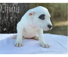 6 Pitbull puppies ready for new home - 5