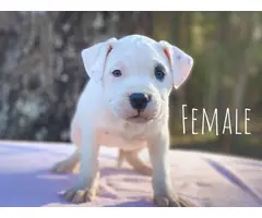 6 Pitbull puppies ready for new home - 6